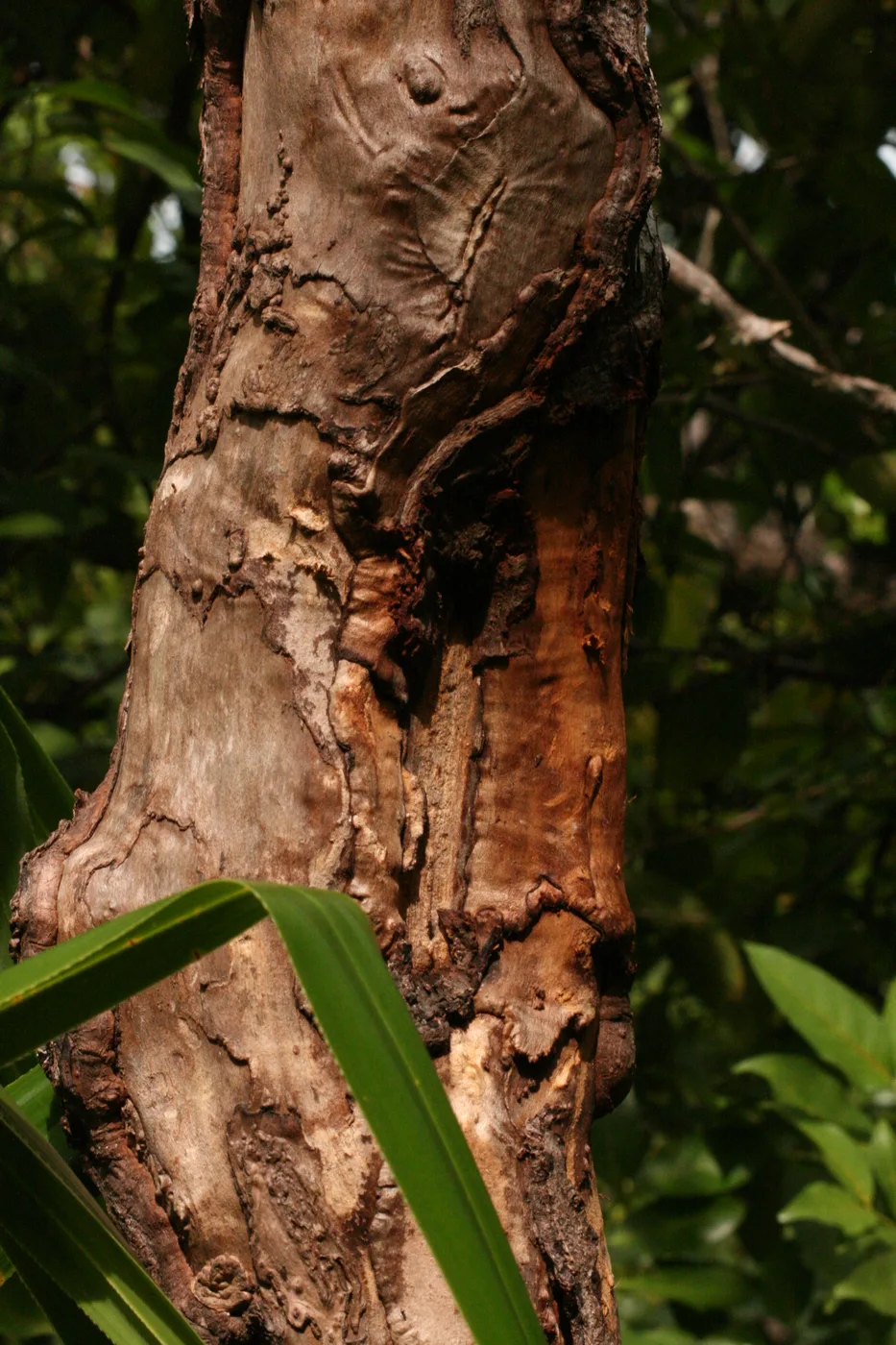 Cinnamon tree with bark removed