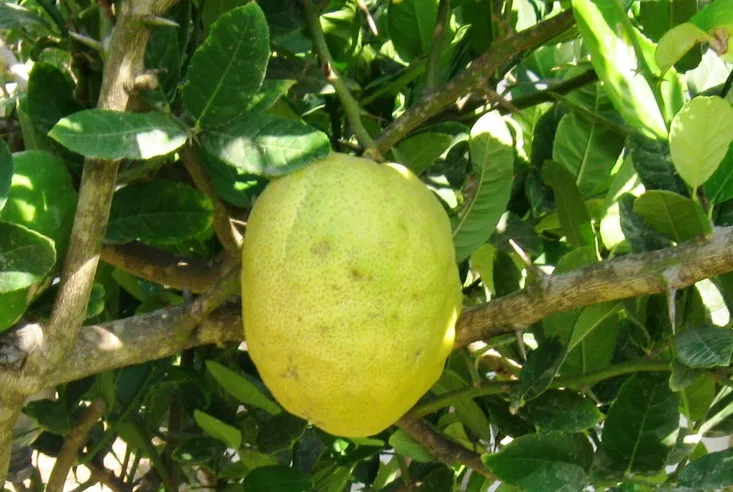 Citron