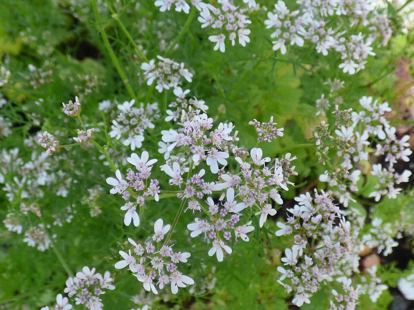 Coriander bush