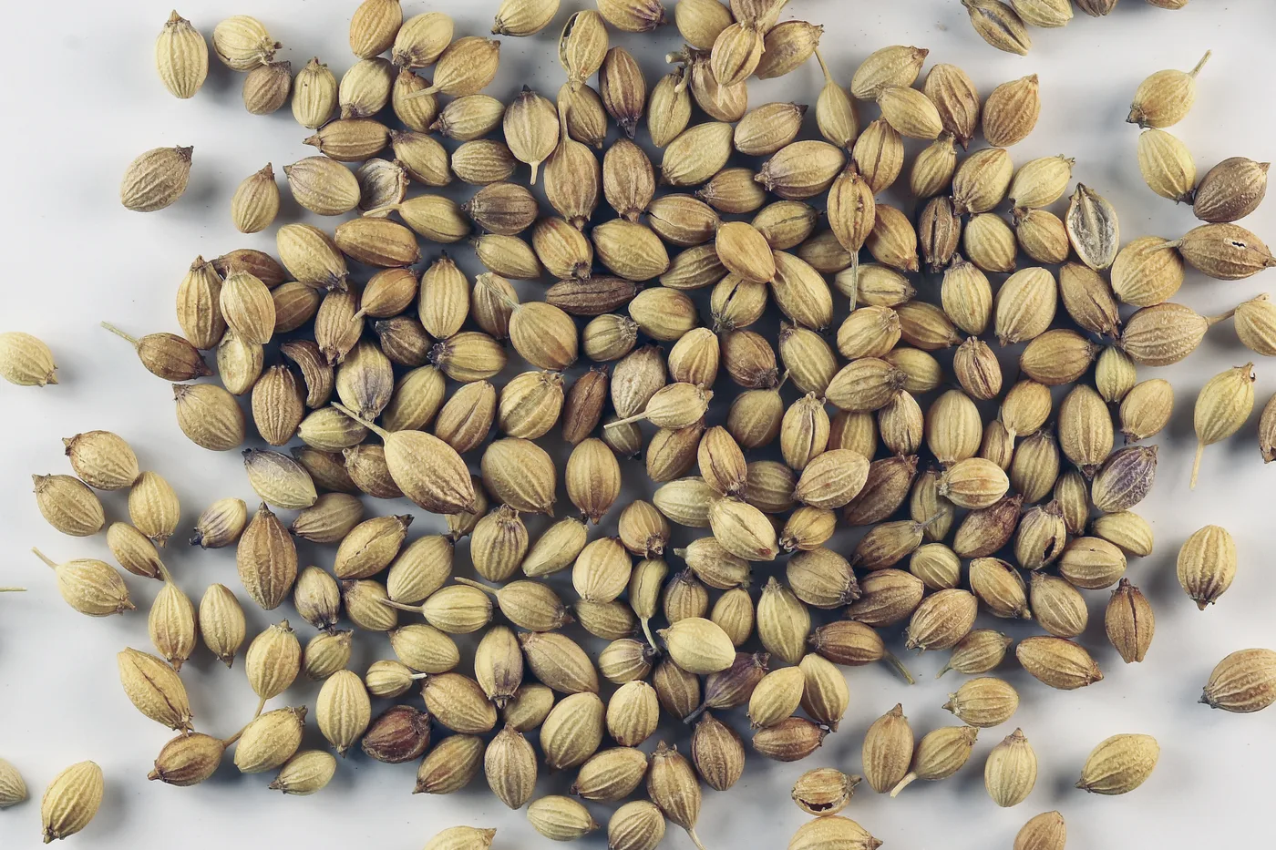Coriander seeds