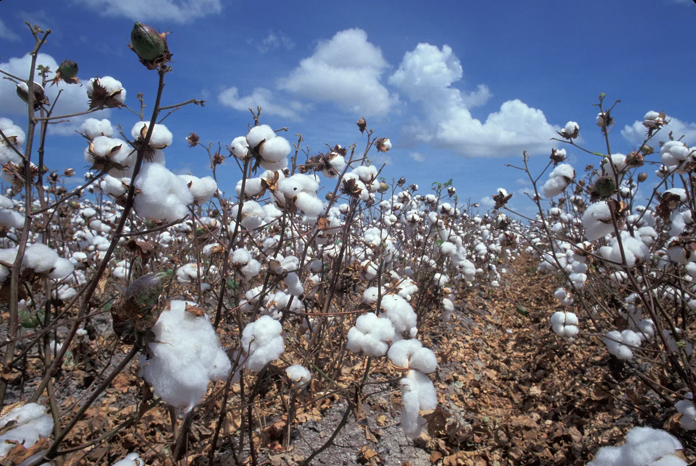 Cotton plants