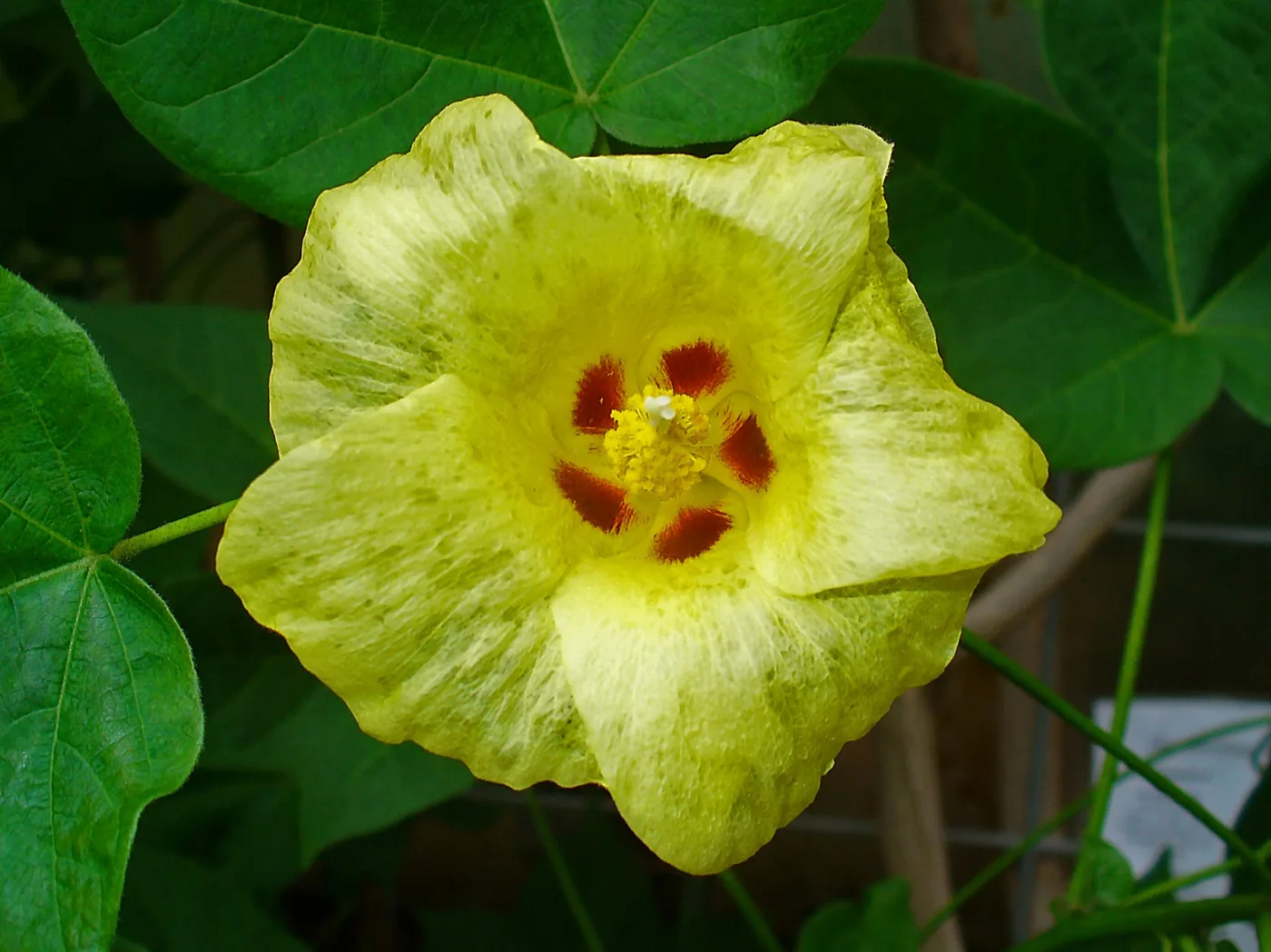 Cotton flower