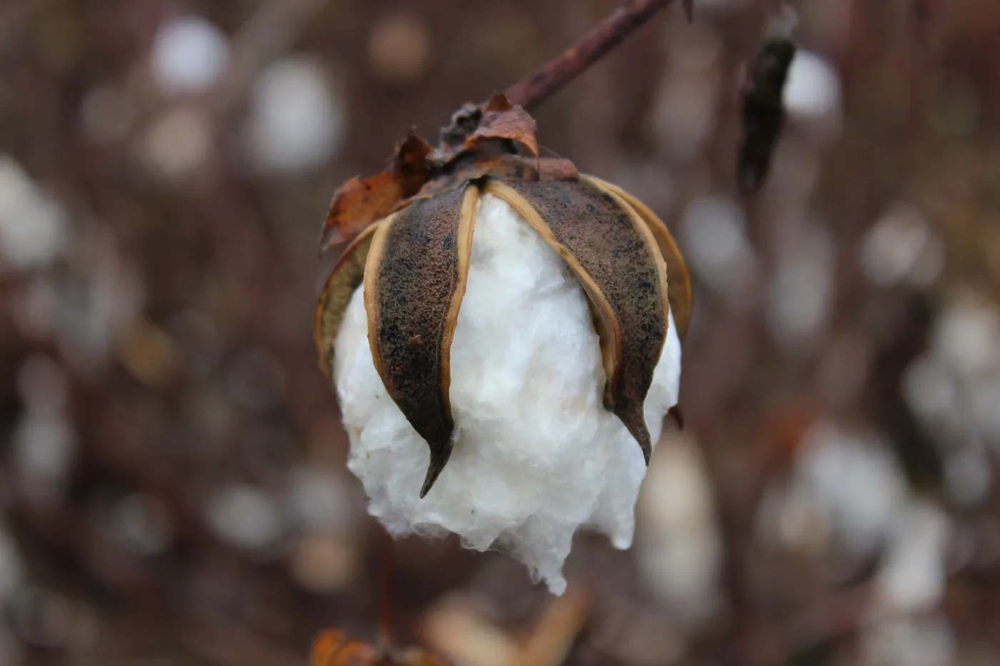 Cotton boll
