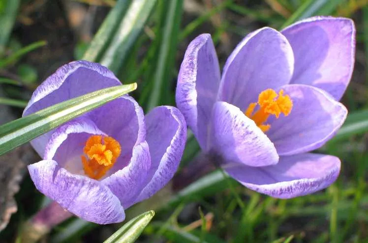 Saffron crocus