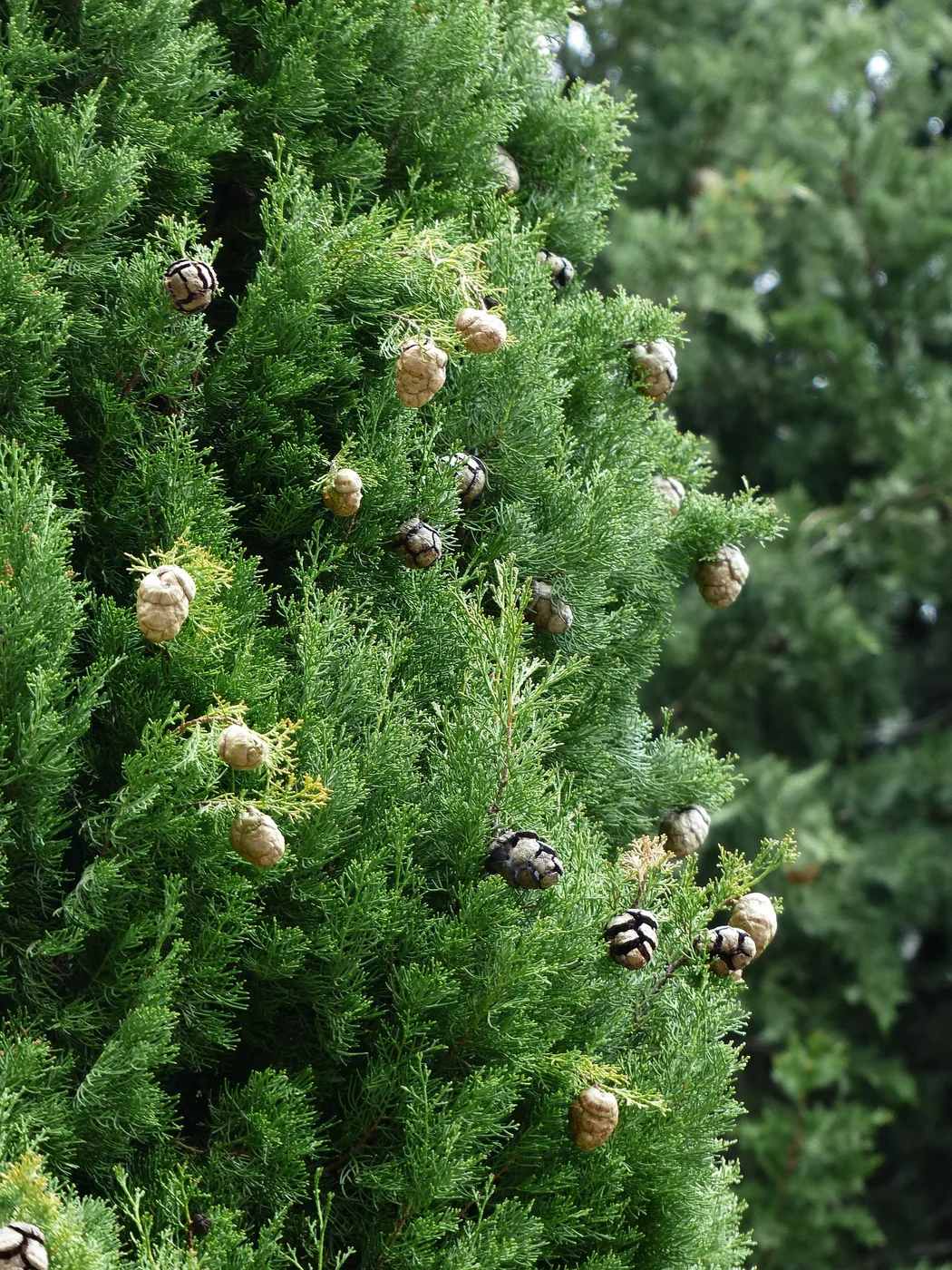 Cypress cone