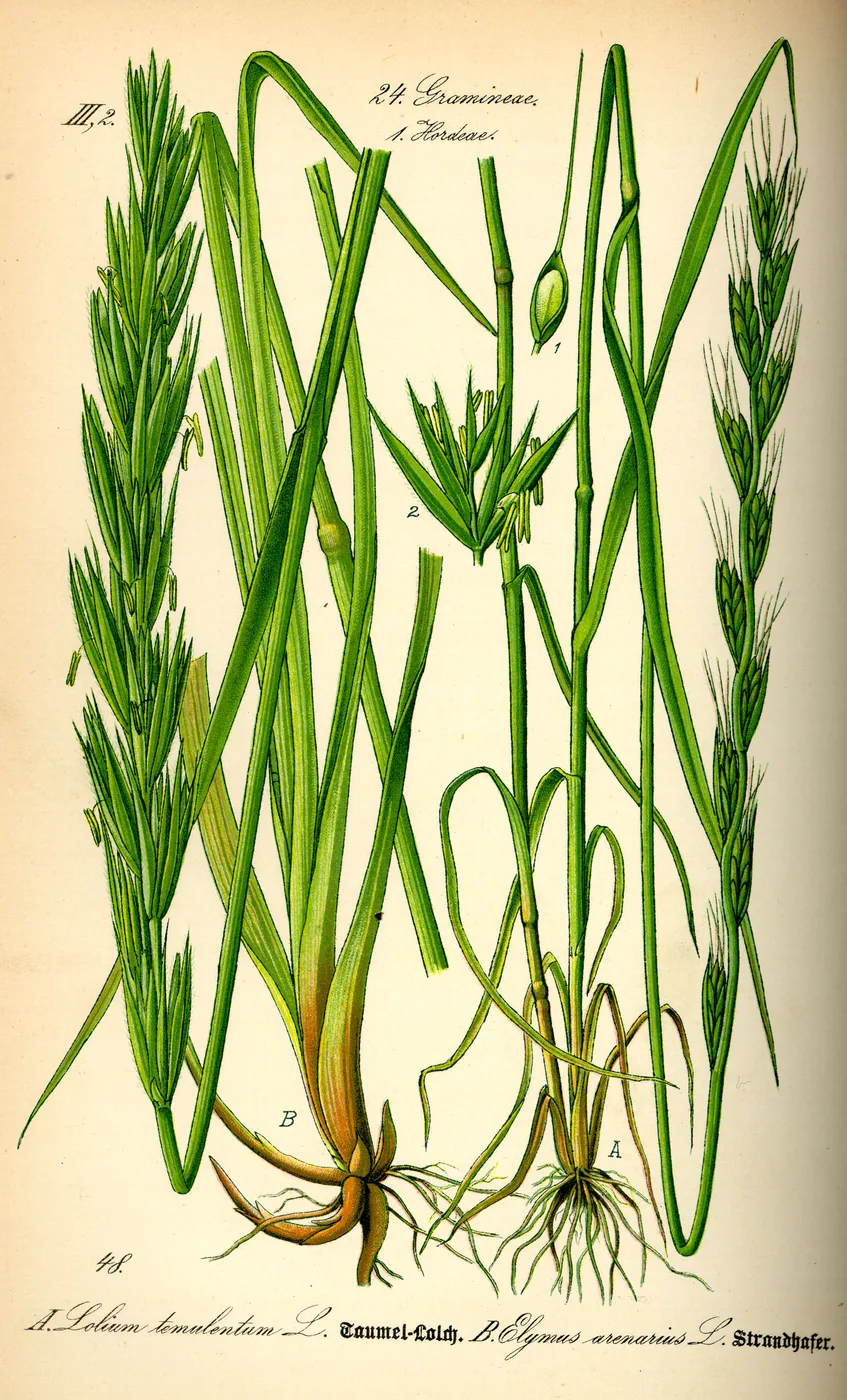 Darnel grass, botanical illustration