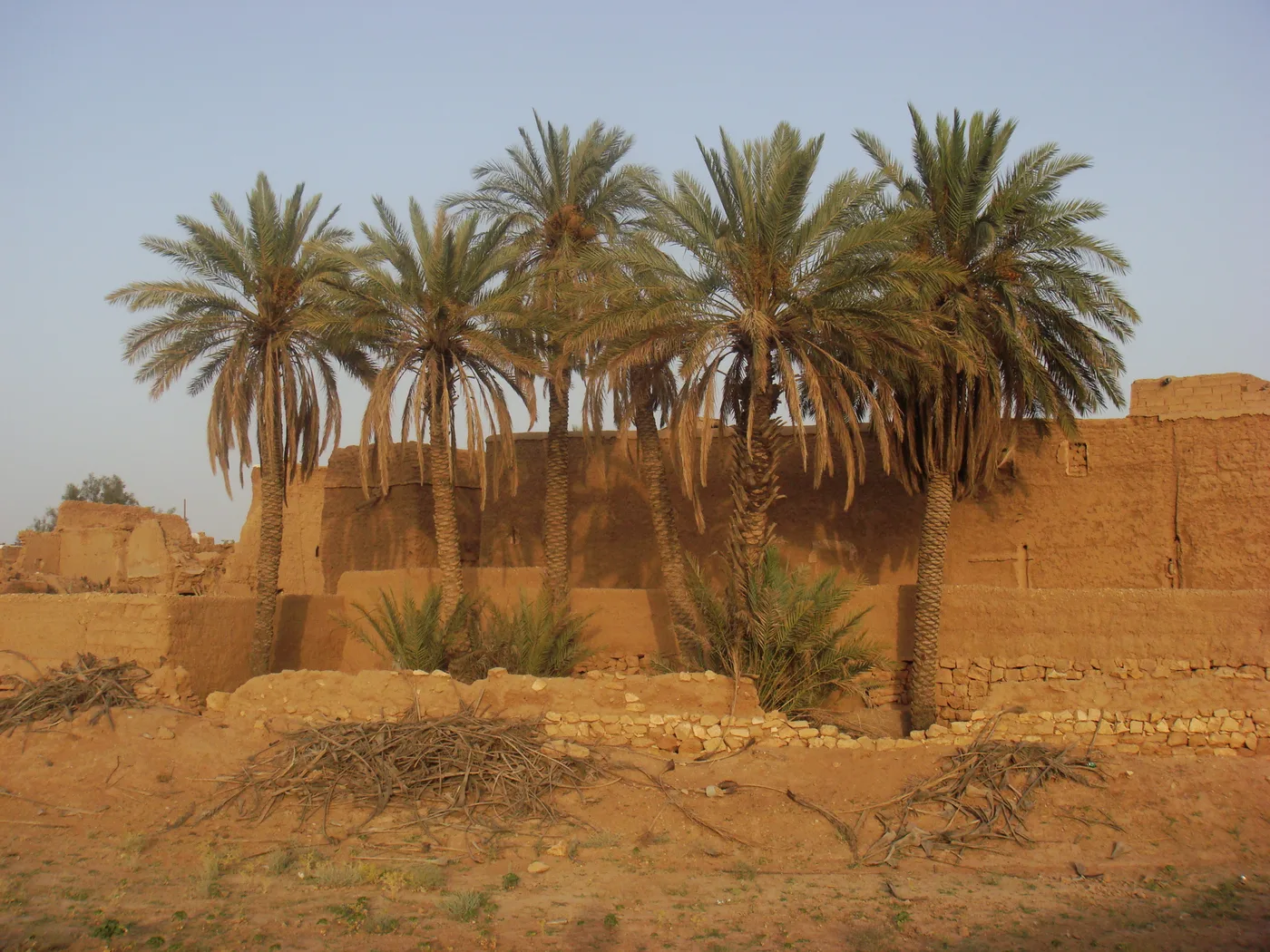 Date palms