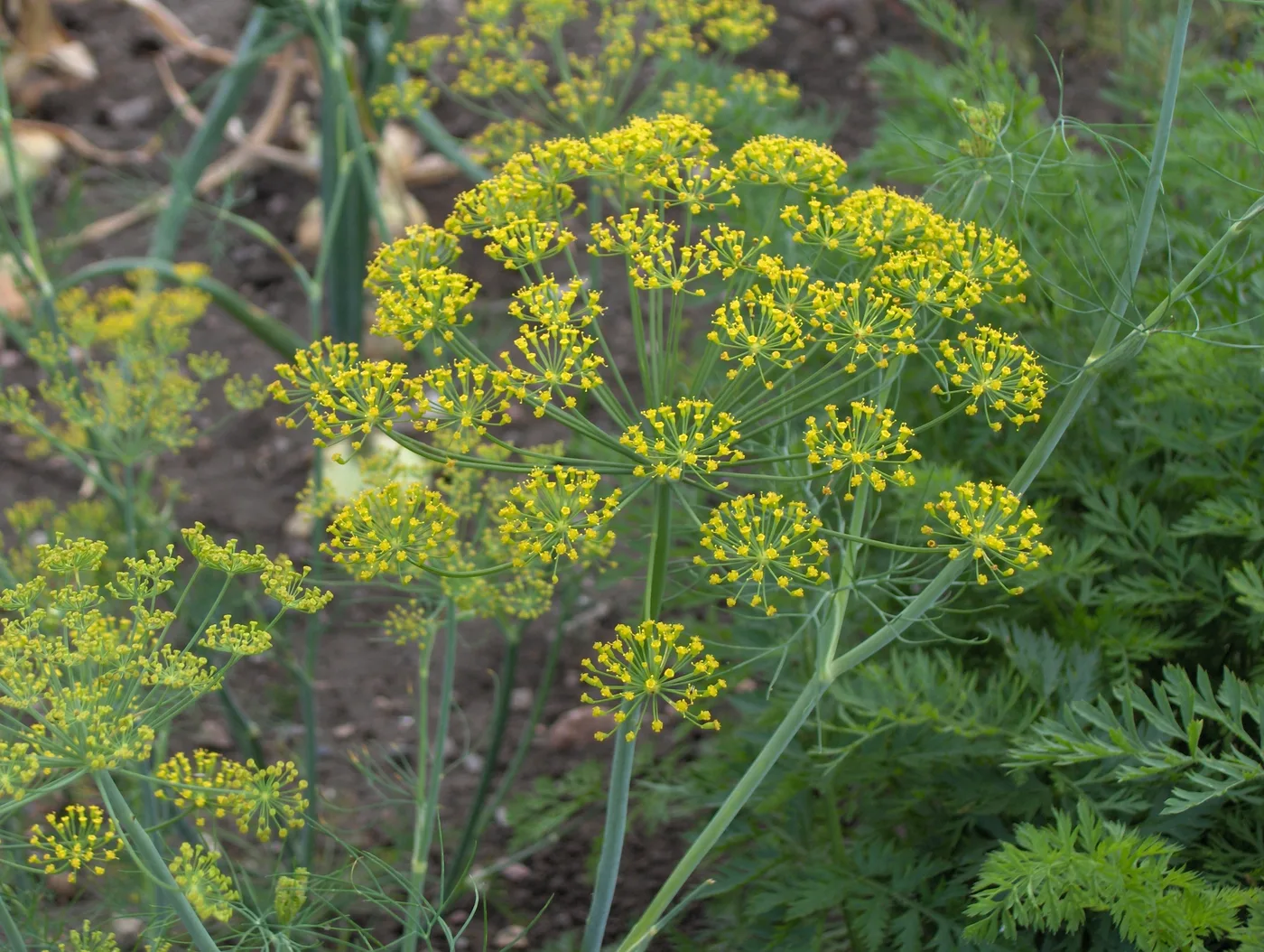 Dill flowers