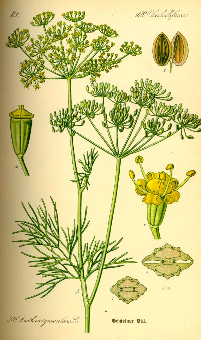 Dill plant
