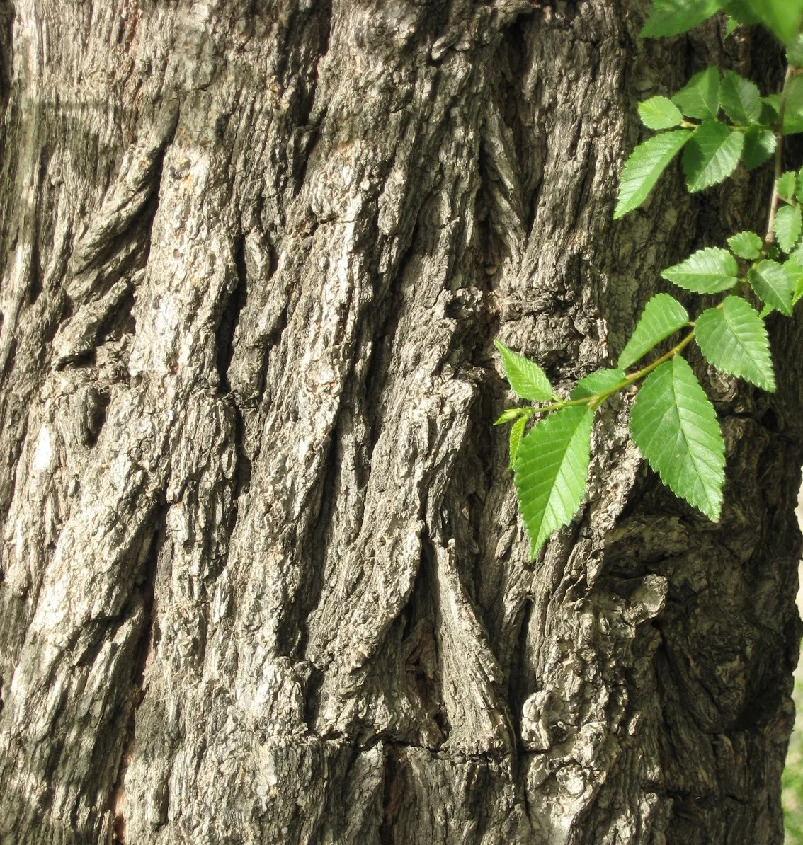 Elm (leaf and trunk)