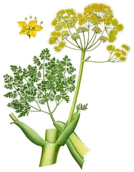 Fennel plant - botanical illustration