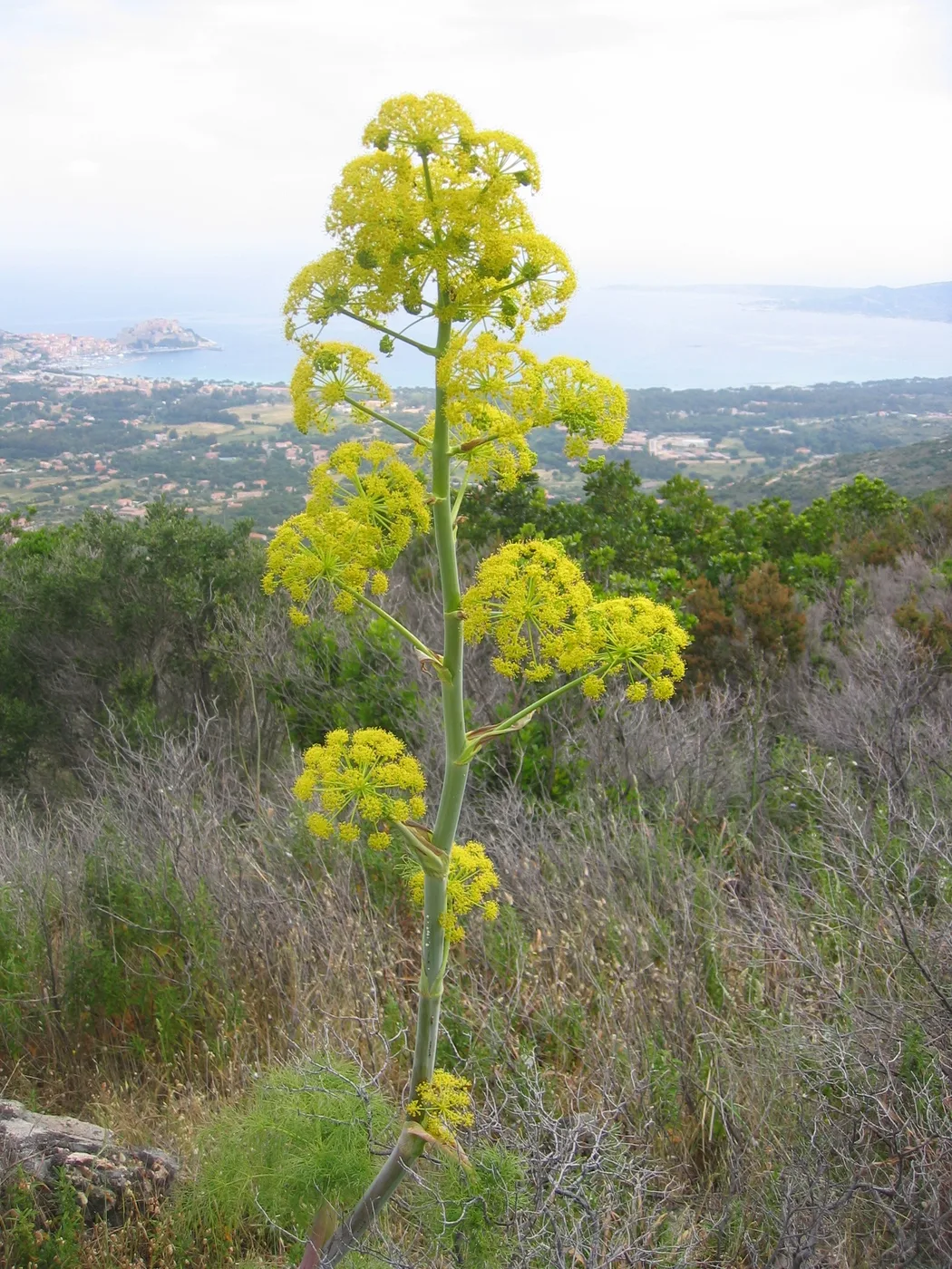 Fennel flower