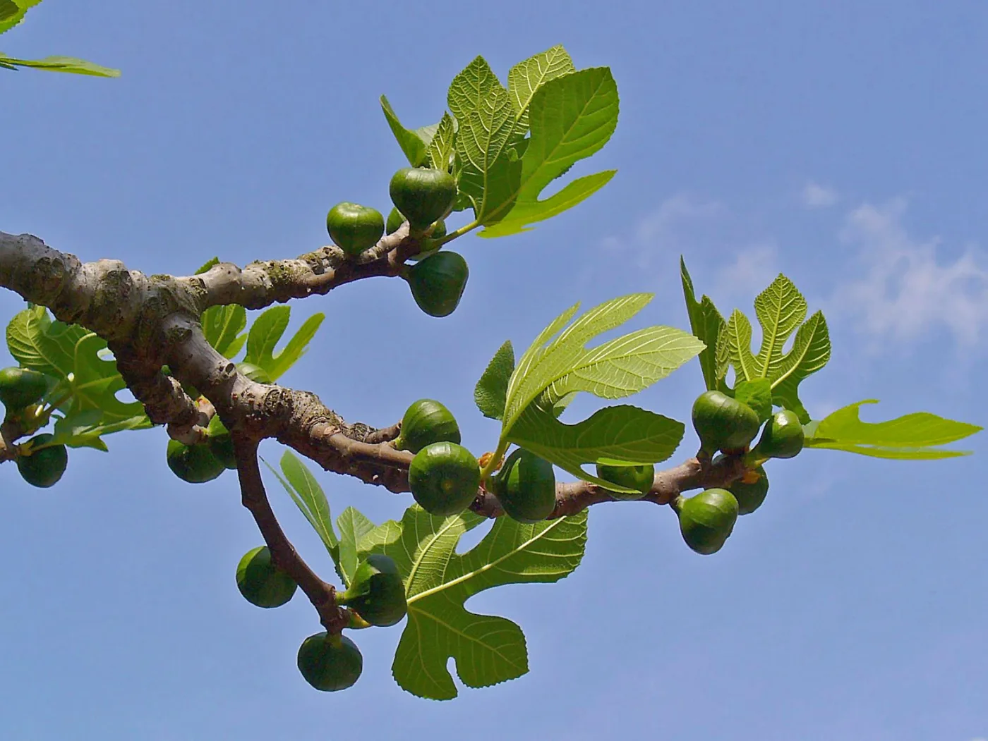 Fig, unripe
