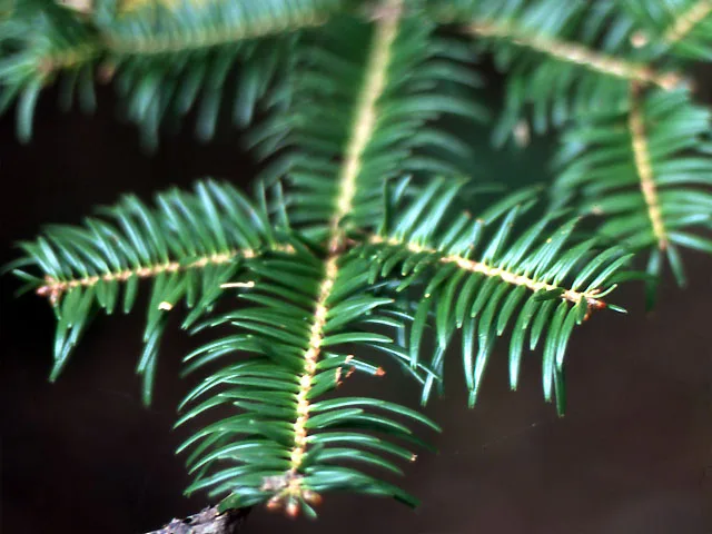 Fir (fir twig)