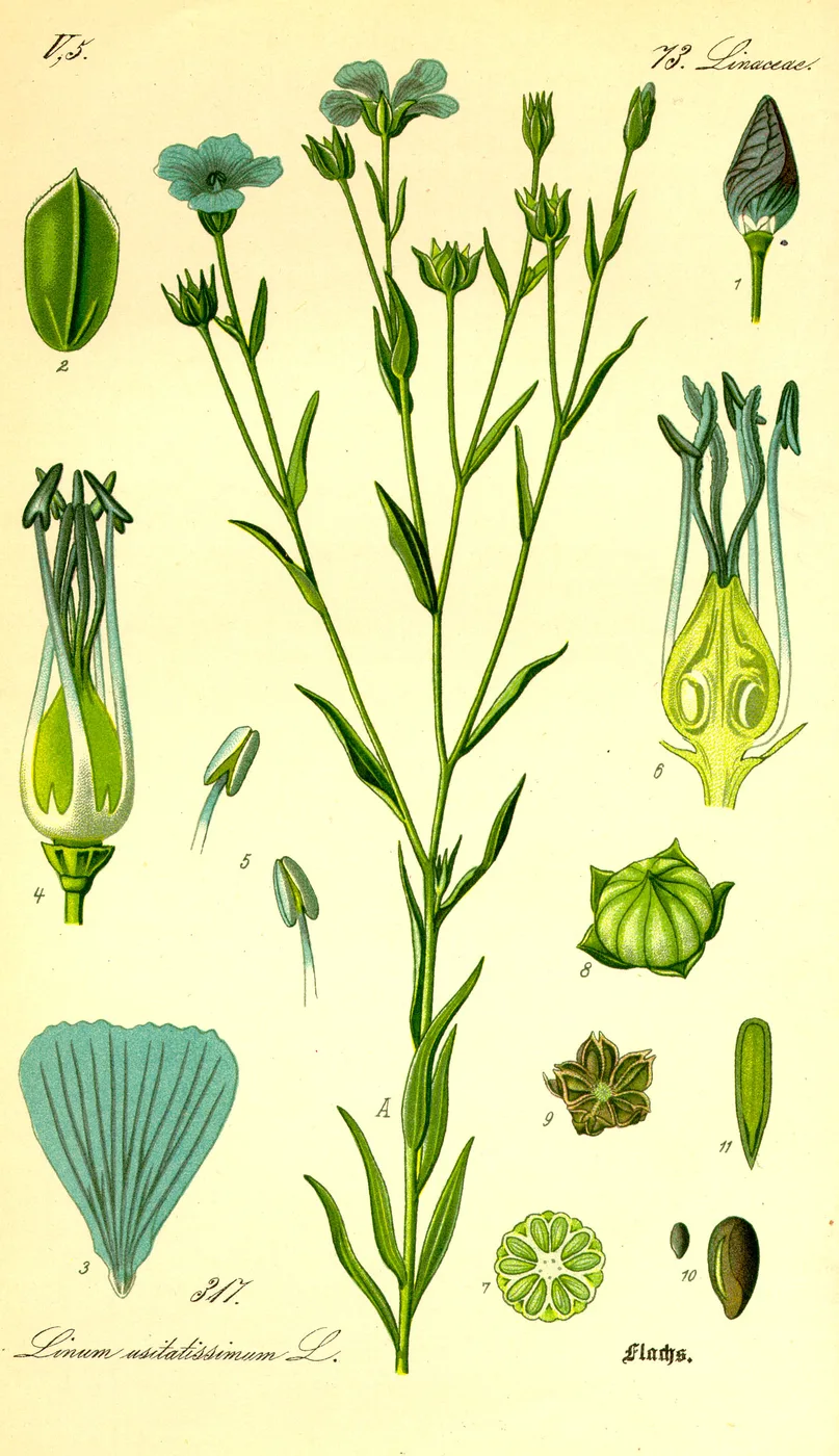 Flax