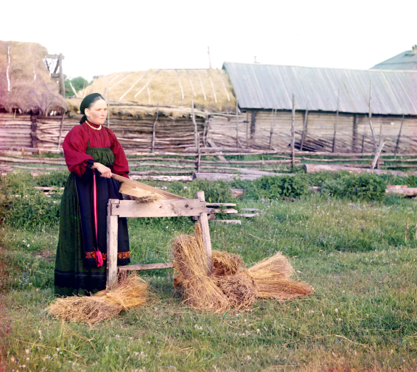 Woman cutting flax