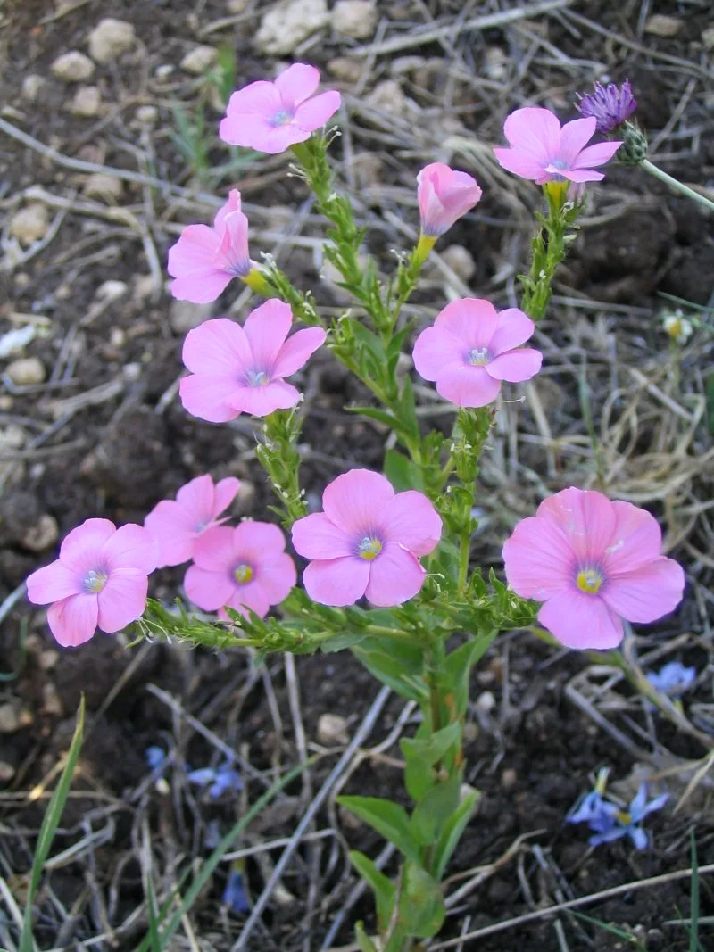 Flax flowers