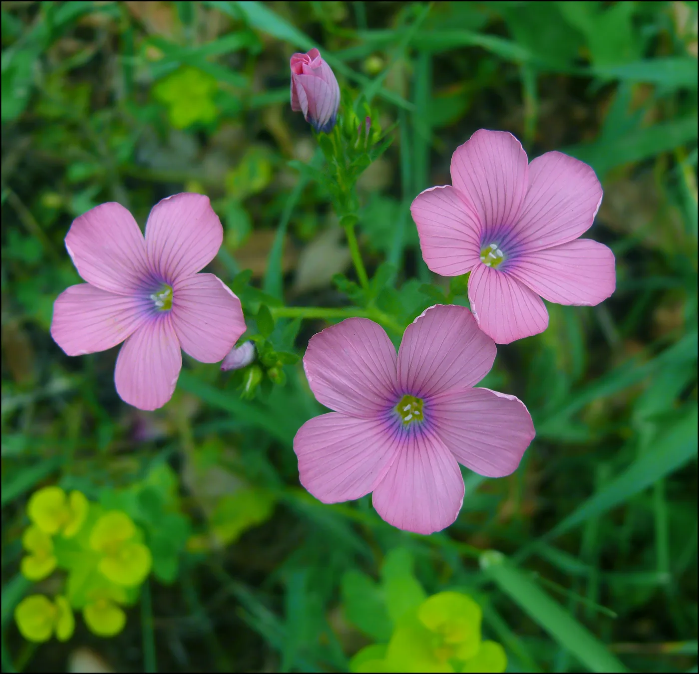 Flax flower