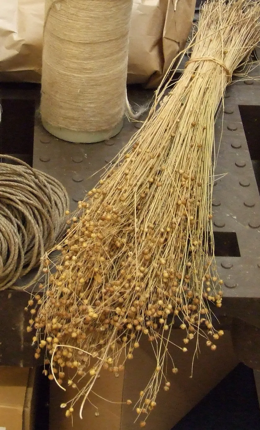 Flax stalks
