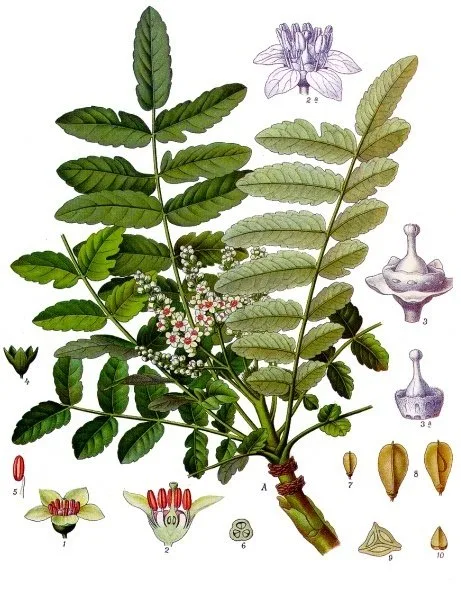 Frankincense branch - botanical illustration