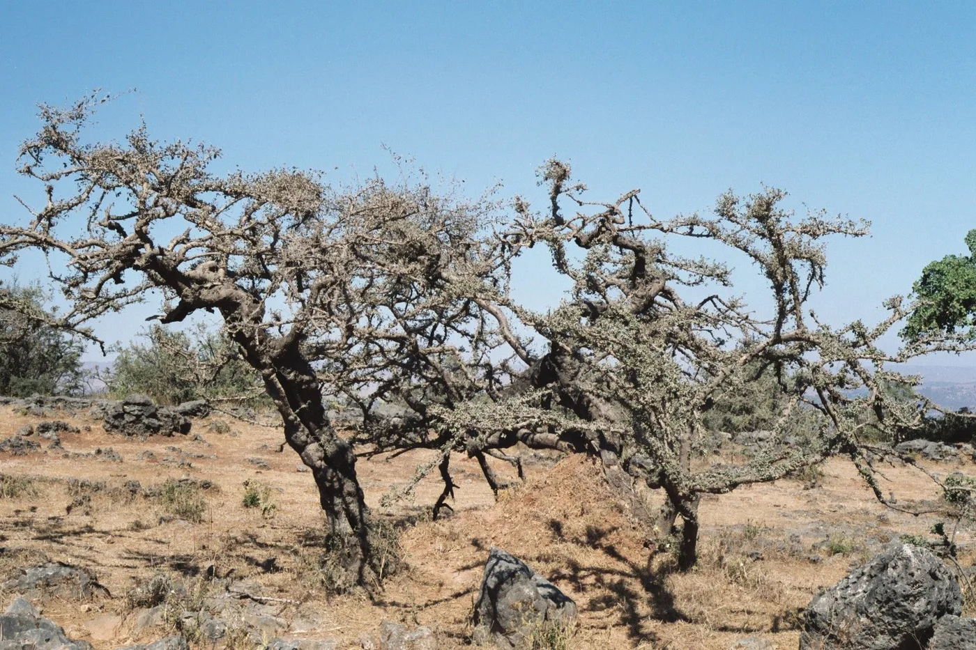 Frankincense trees