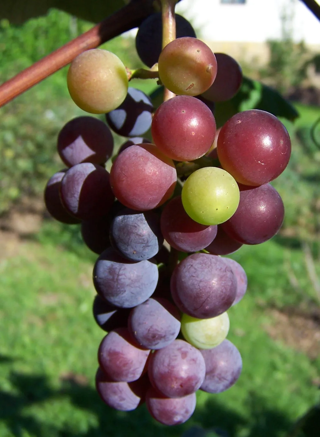 Vine (grapes)