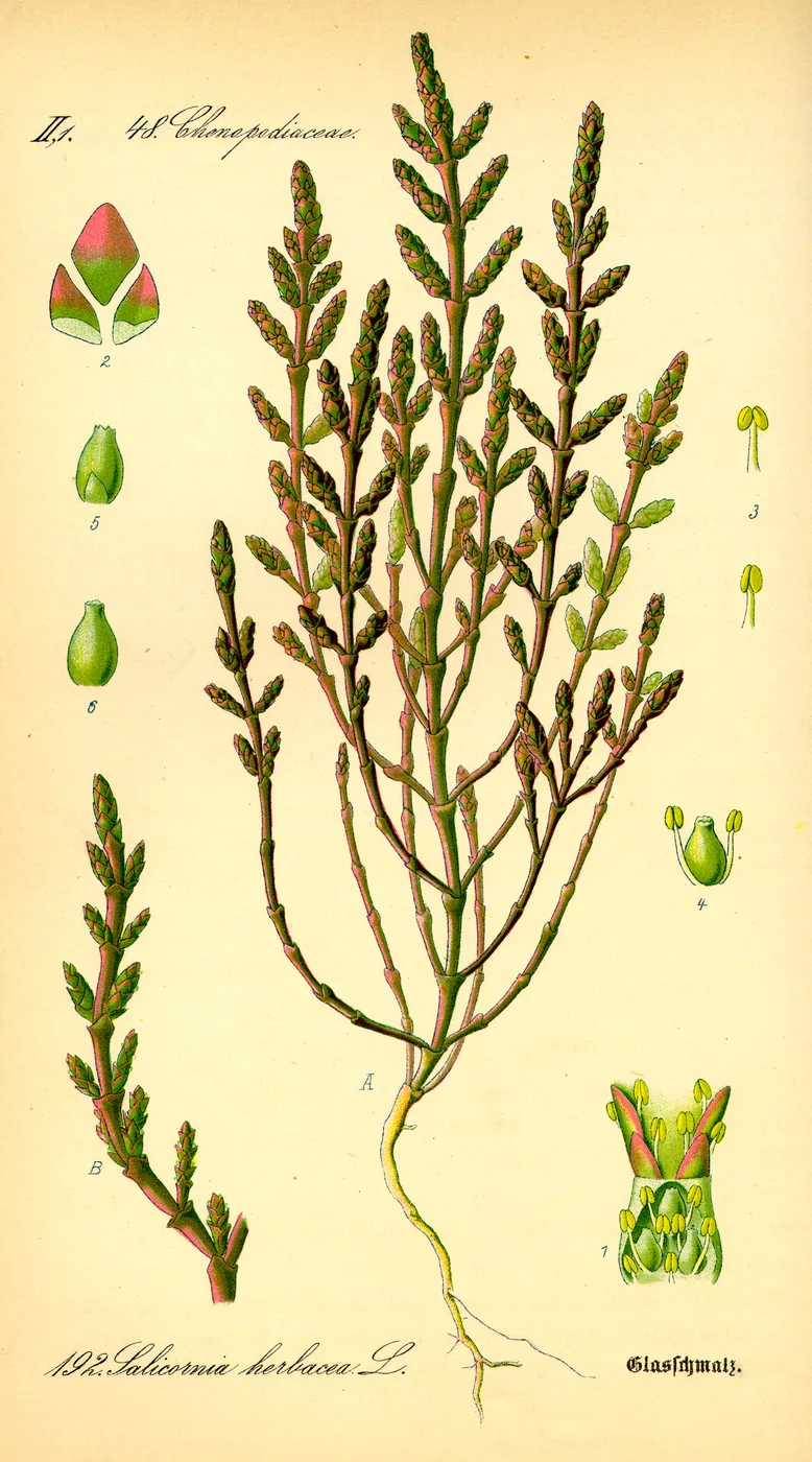 Hammada