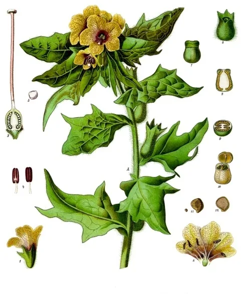 Black henbane