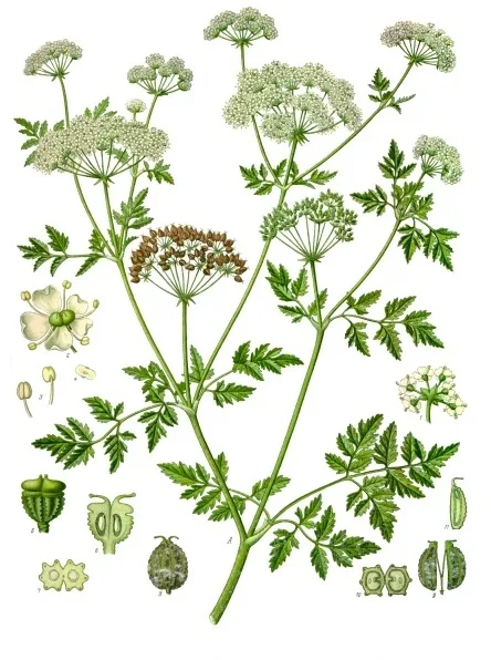 Poison hemlock
