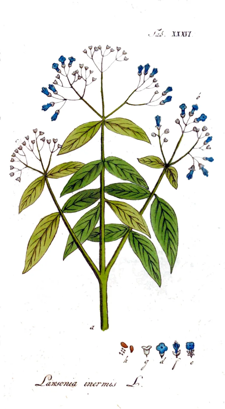 Henna plant