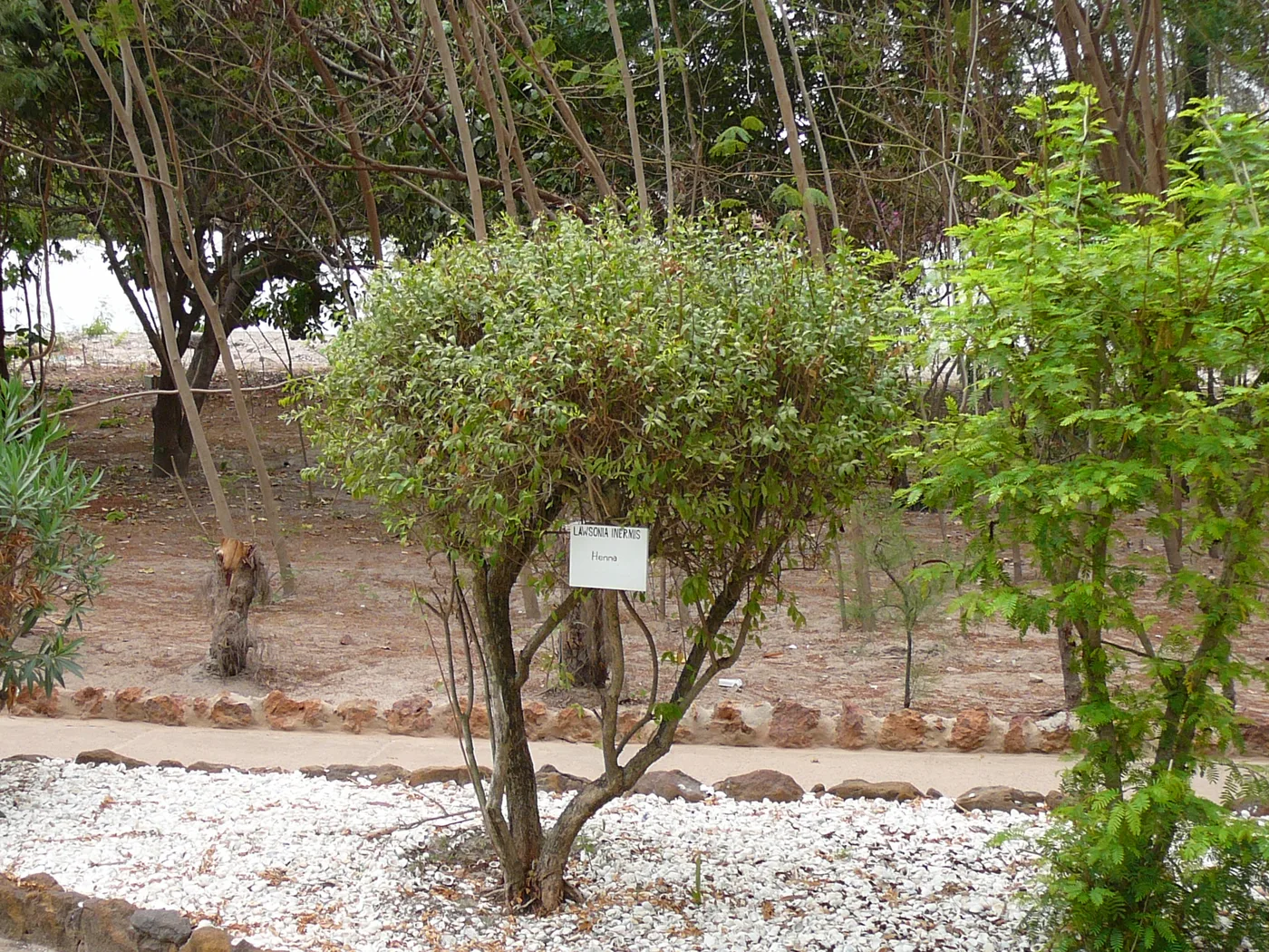 Henna shrub
