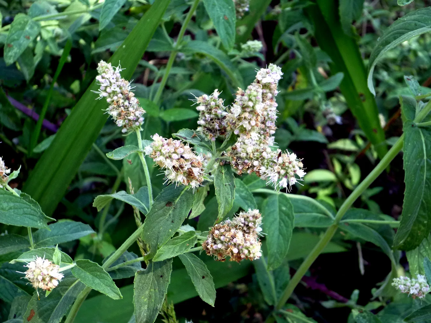 Horse mint