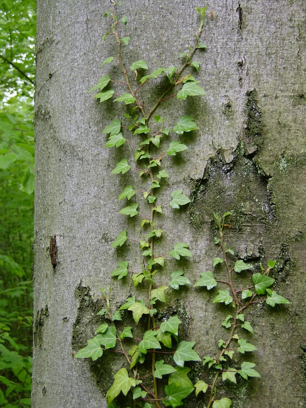 Ivy