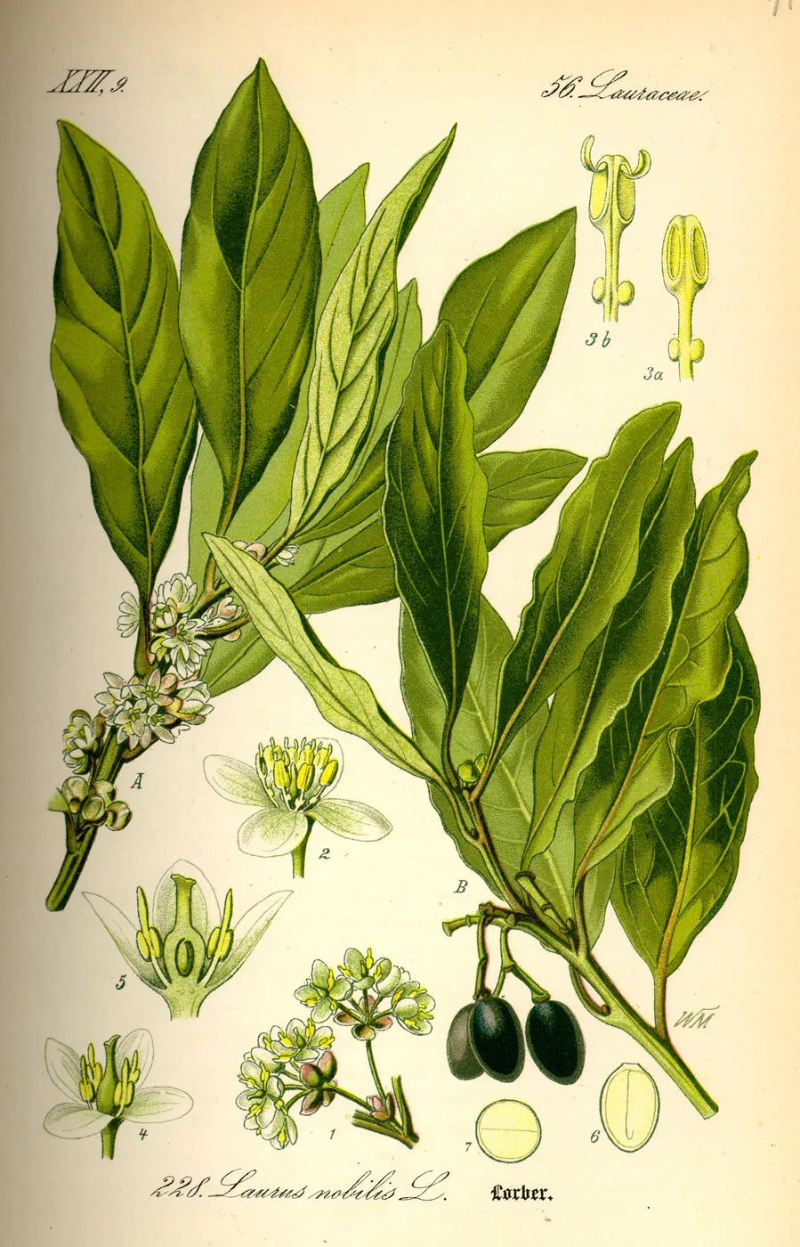 Laurel leaves, flowers, and fruit