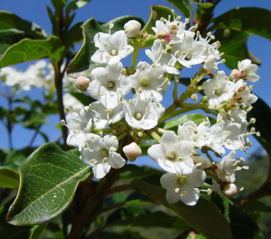 Laurustinus flowers and leaves