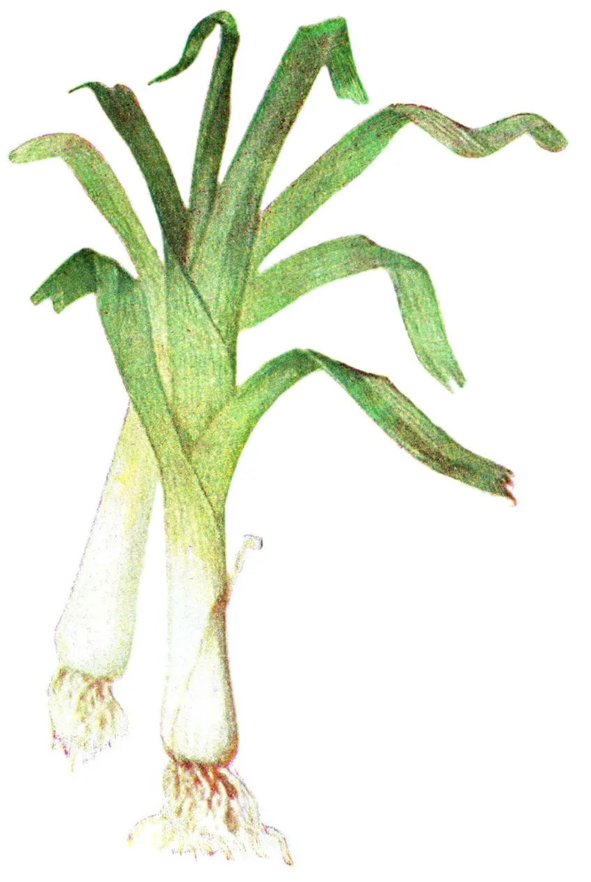 Leek plant