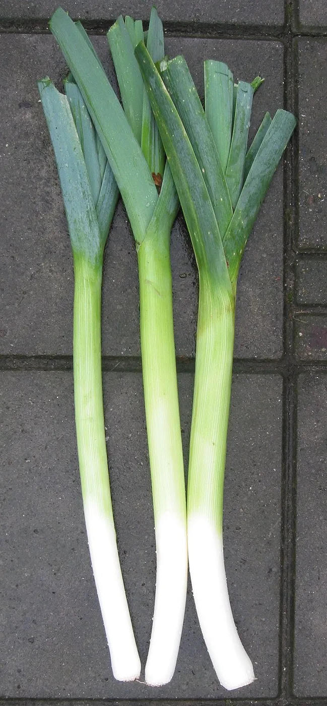 Leeks, trimmed