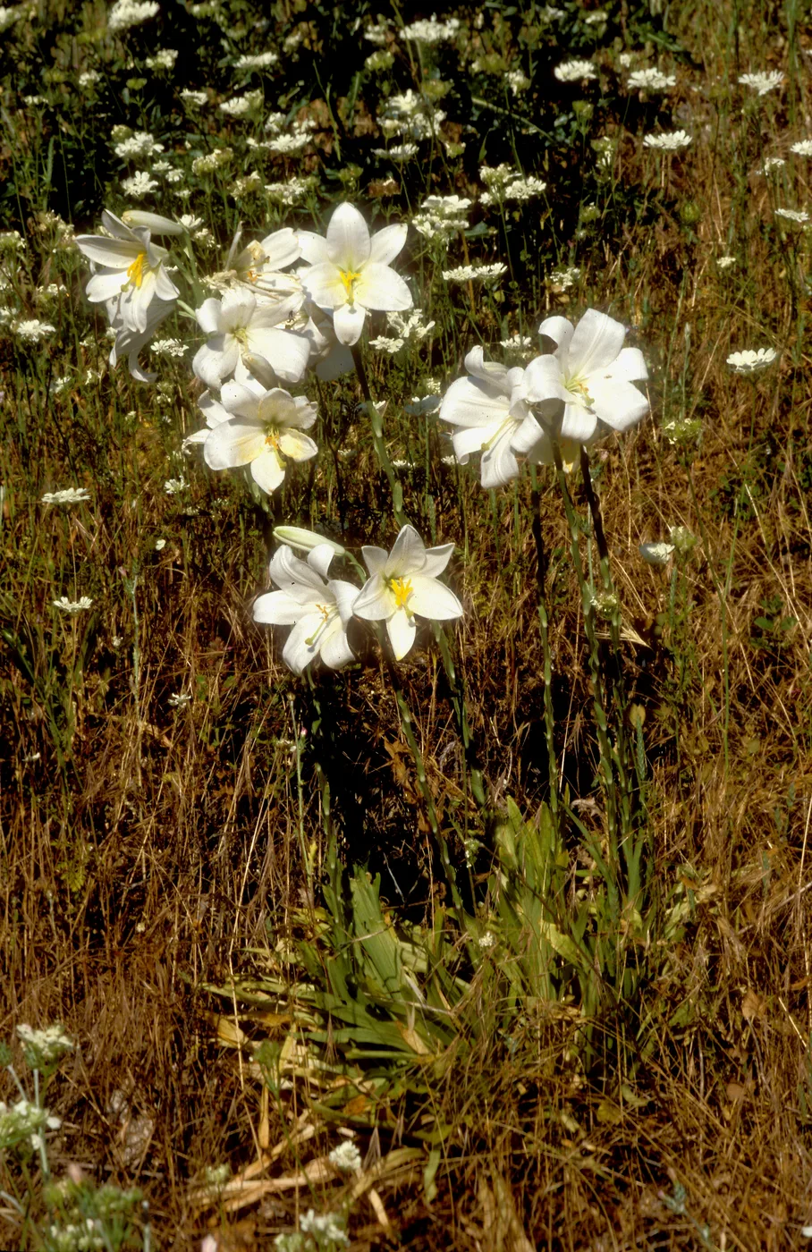 Lily
