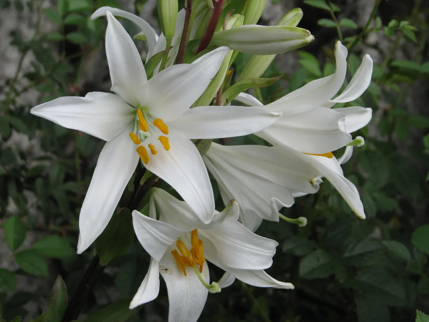 Lily flower