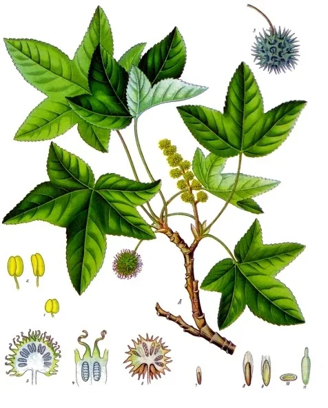 Liquidambar