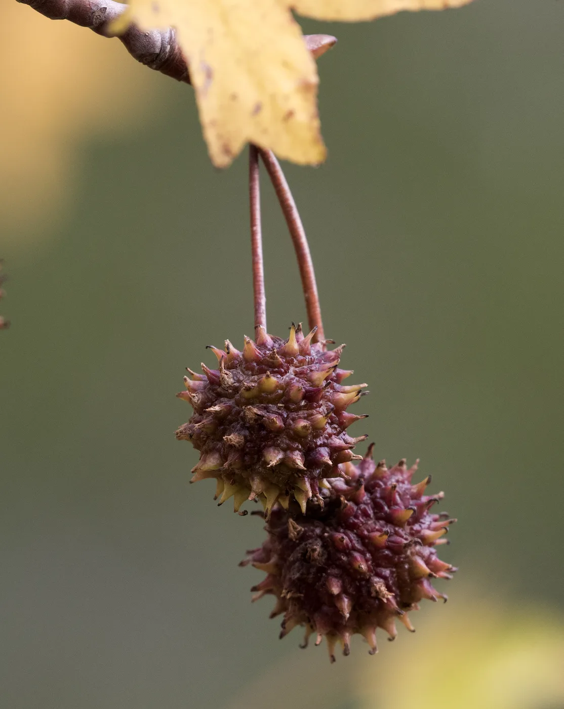 Liquidambar fruit
