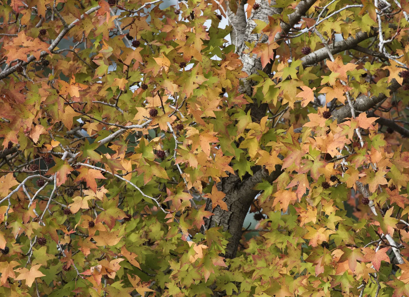 Liquidambar leaves