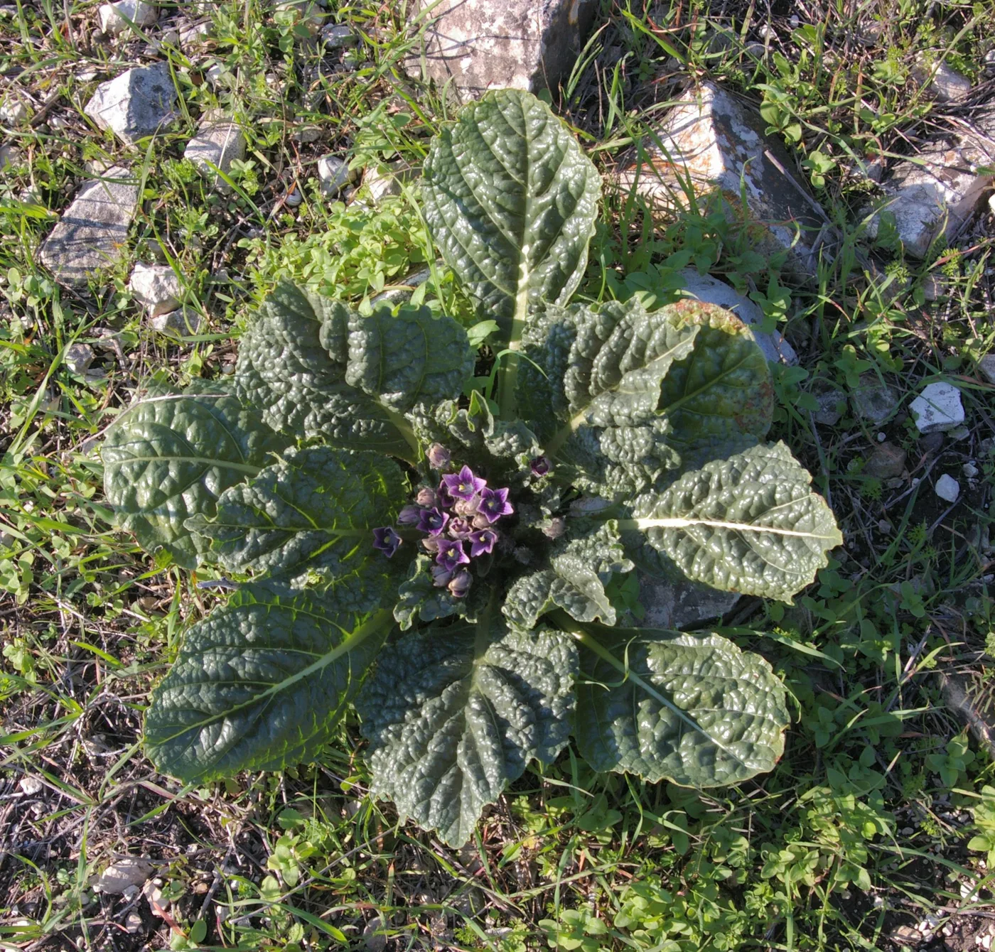 Mandrake plant