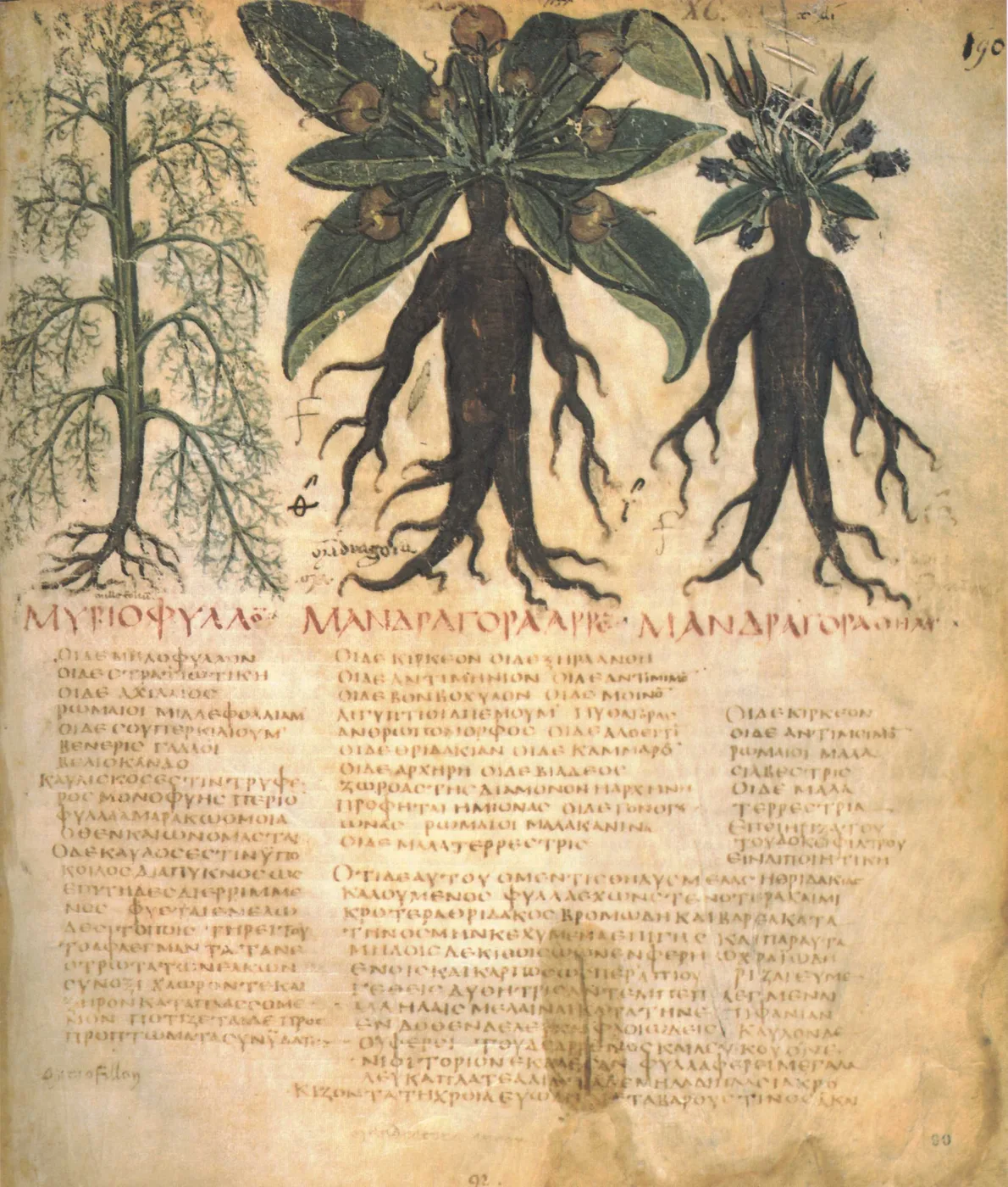 Mandrake roots in a medieval book