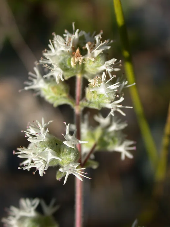 Marjoram flower