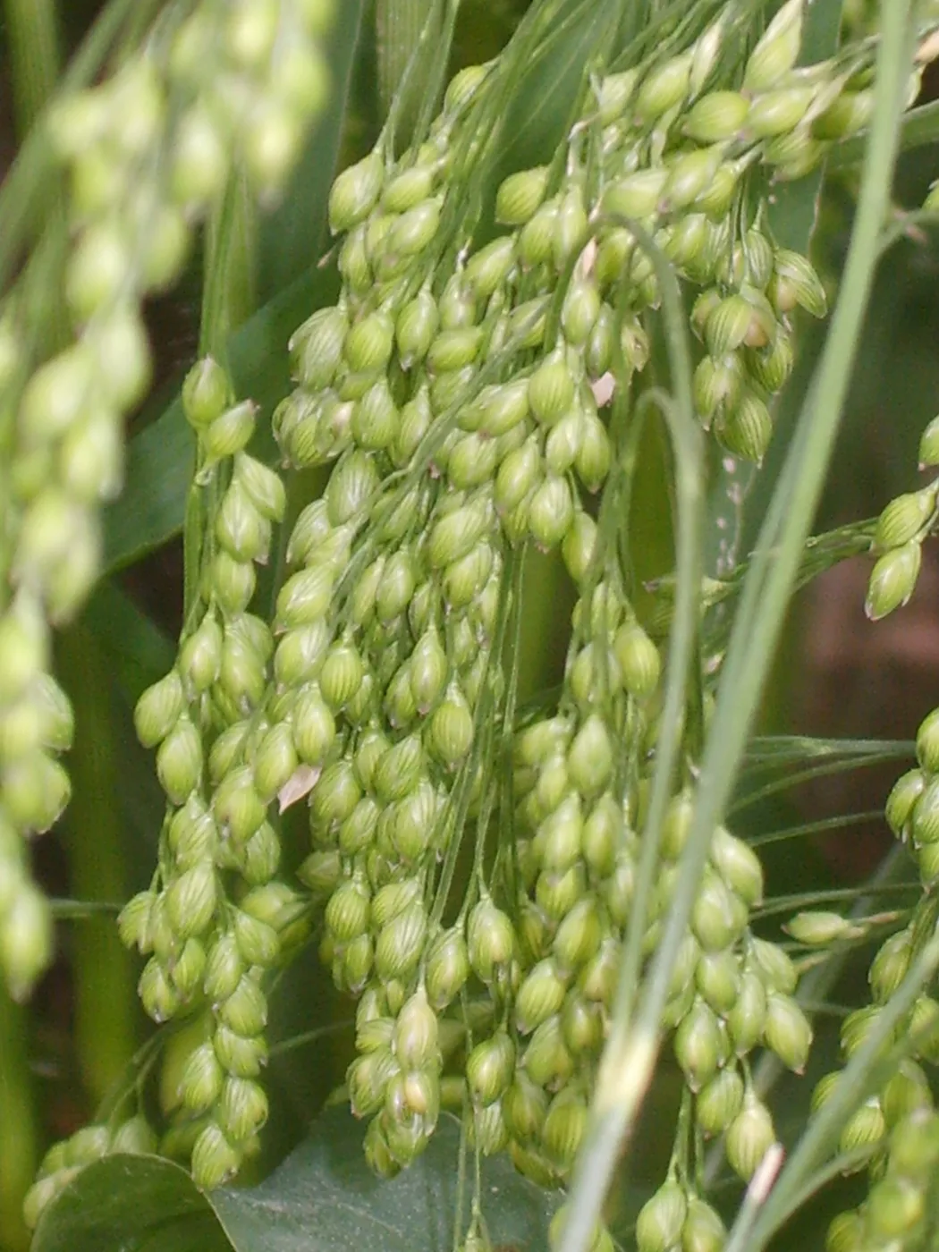 Millet