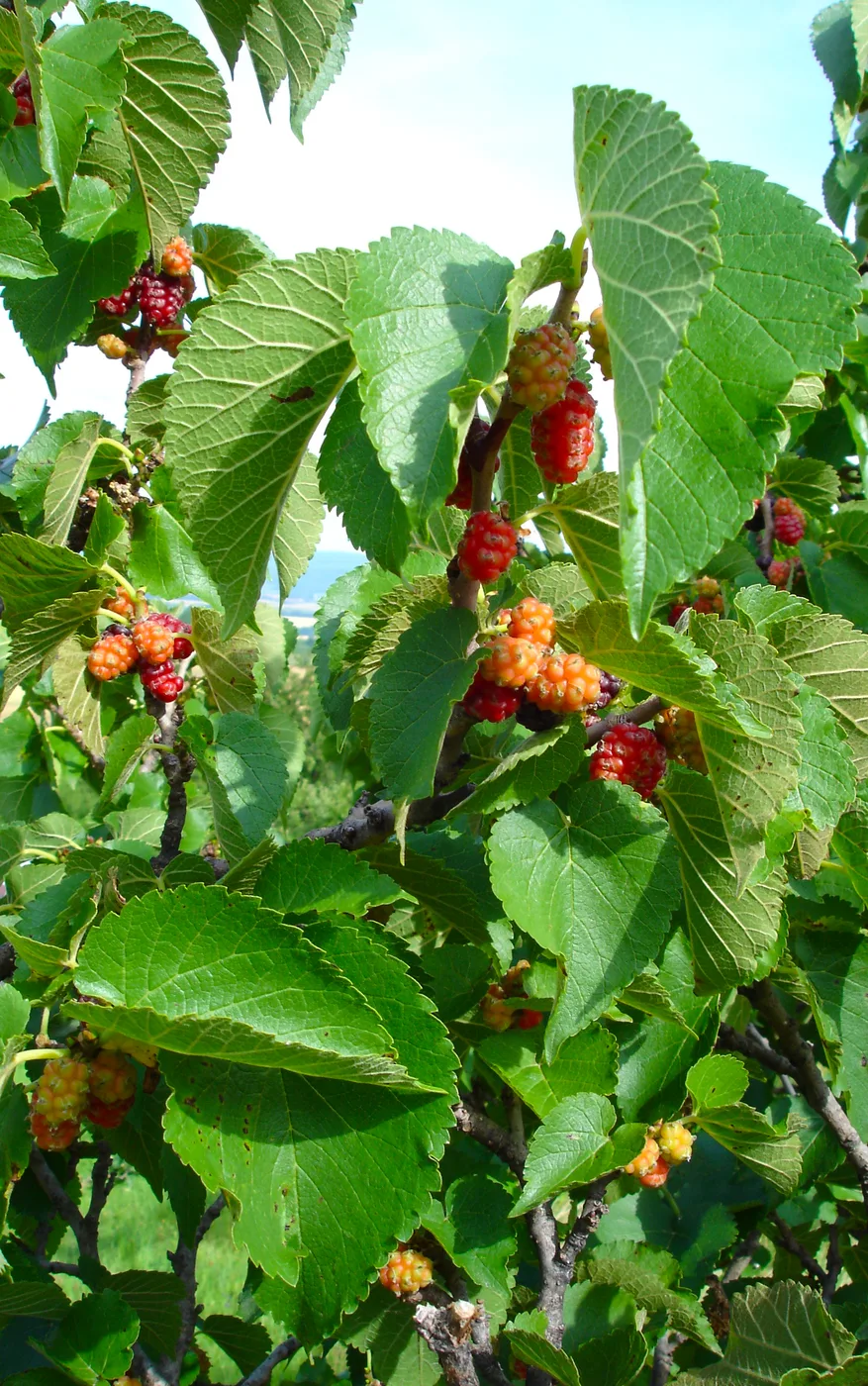 Mulberry leaf and fruit