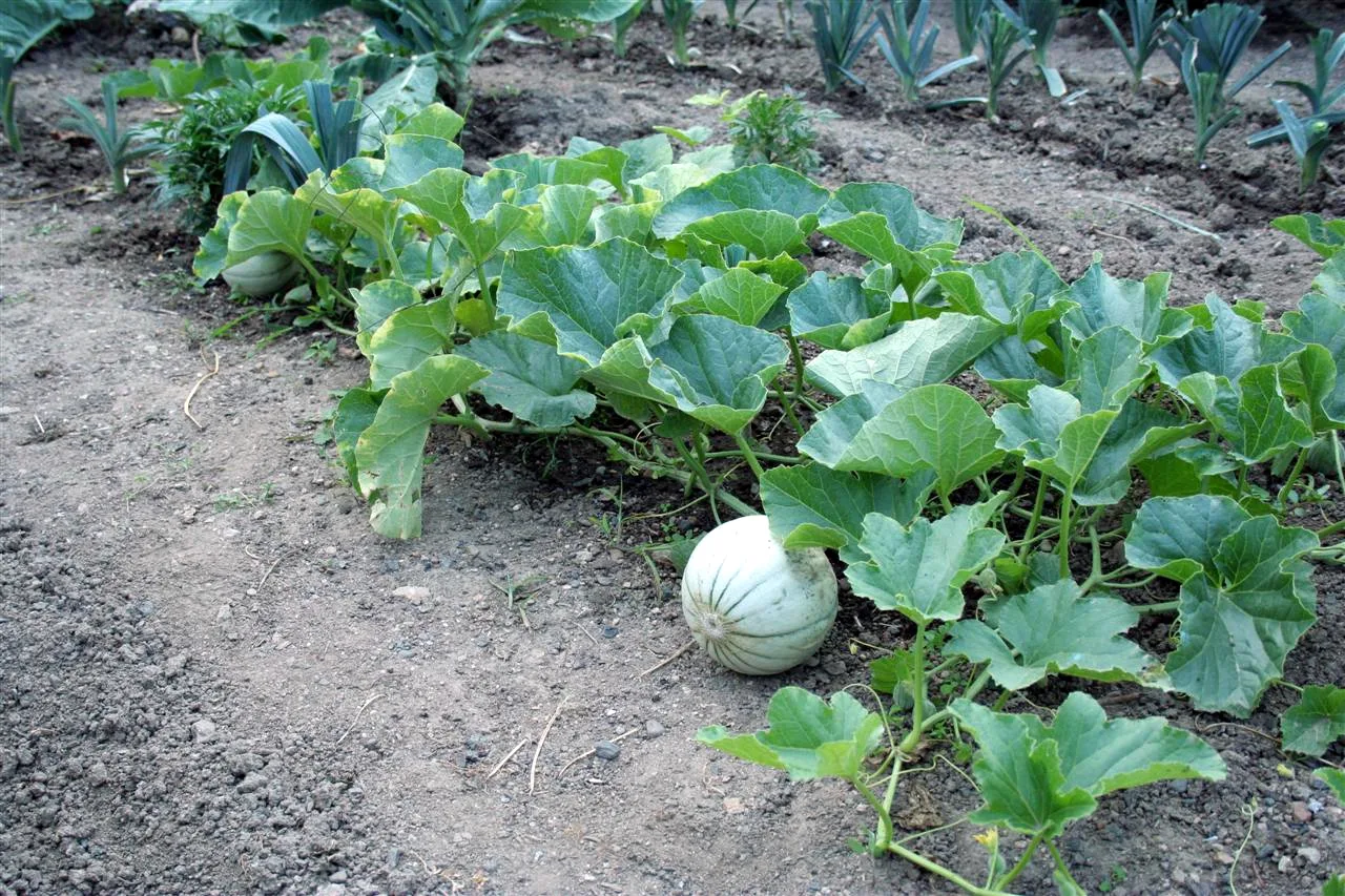 Muskmelon on vine