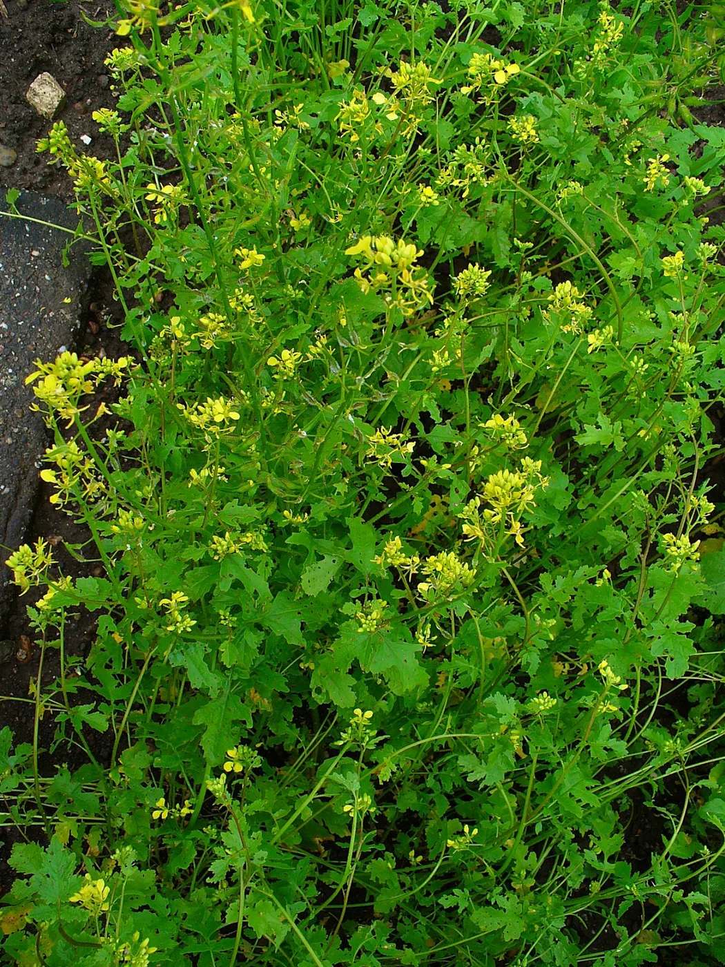 White mustard plant