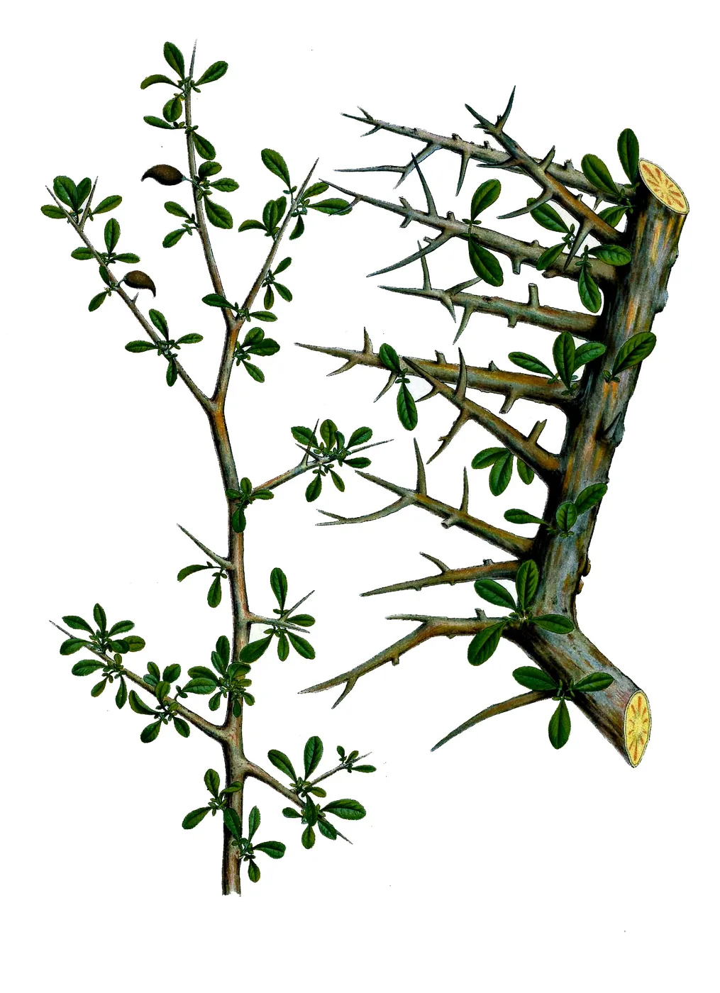 Branches of myrrh bush